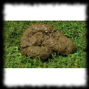 Fake poop for sale Halloween practical joke idea