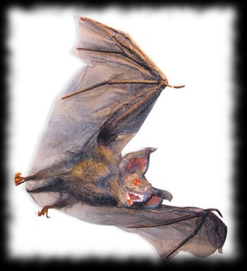 Vampire Party Decoration Ideas Vampire Bat